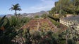 Imagem de Jardim Botânico da Madeira assinala 63 anos de existência (vídeo)