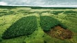 Imagem de Humanidade atinge amanhã limite de recursos naturais disponíveis para 2017