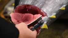 Imagem de Pescadores de atum apreensivos (Vídeo)