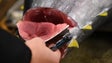 Imagem de Pescadores de atum apreensivos (Vídeo)