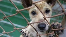 Imagem de Açores aprova fim de abate de animais de companhia