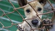 Imagem de Açores aprova fim de abate de animais de companhia