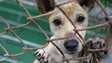 Açores aprova fim de abate de animais de companhia