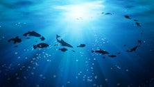 Imagem de Presidente defende desenvolvimento dos oceanos assente na sustentabilidade