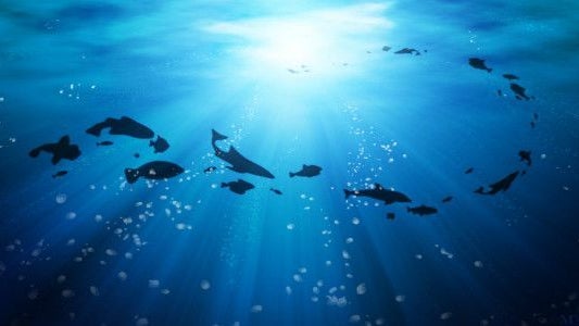 Imagem de Presidente defende desenvolvimento dos oceanos assente na sustentabilidade
