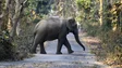 Número de elefantes nas florestas de África caiu 86%