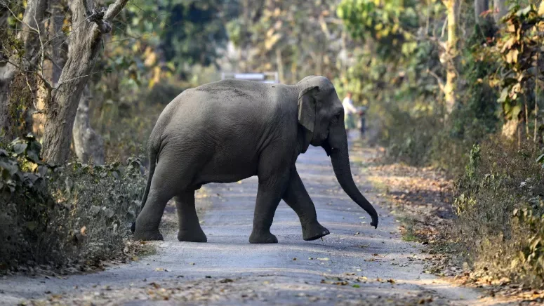 Número de elefantes nas florestas de África caiu 86%