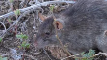 Imagem de Cientistas descobrem primeira evidência do uso de imaginação em animais