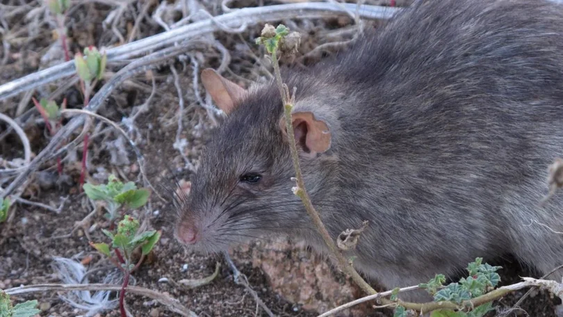 Imagem de Cientistas descobrem primeira evidência do uso de imaginação em animais
