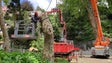 Câmara mandou cortar 6 árvores no Monte (vídeo)