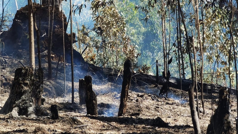 Imagem de Incêndio da Ribeira Brava circunscrito