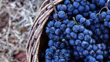 Imagem de Produção de uva ameaçada por doença na vinha