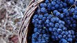 Produção de uva ameaçada por doença na vinha