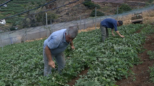 Agricultura perdeu 15% da área cultivada (vídeo)