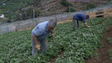 Agricultura perdeu 15% da área cultivada (vídeo)