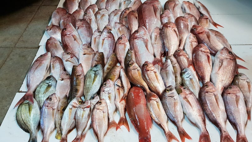 GNR apreende mais de 50 kg de pescado na Calheta