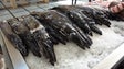 Imagem de Faltam embarcações para a pesca de espada