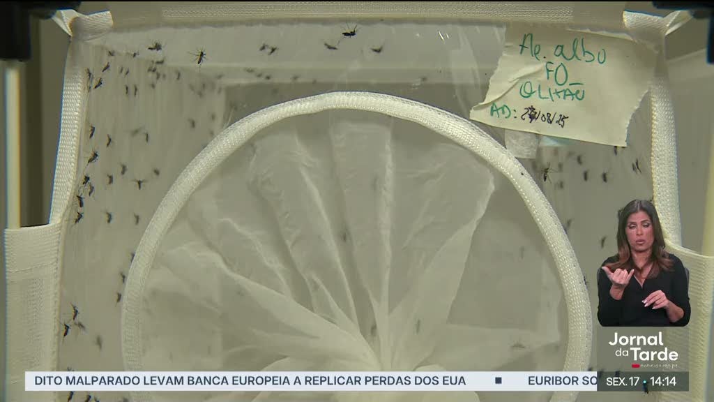 Aumenta população do mosquito responsável pela transmissão de dengue e zika