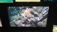Imagem de Descoberta inédita de corais profundos nos mares da Madeira