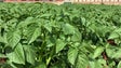 Imagem de Madeira produziu menos batata em 2020