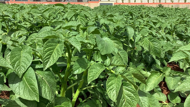 Imagem de Madeira produziu menos batata em 2020