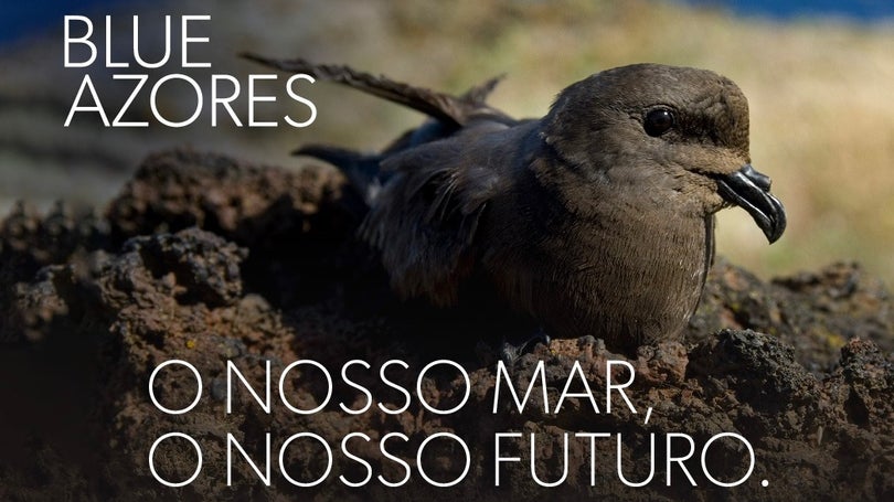 Imagem de Blue Azores