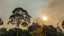 Imagem de Macaronésia quer aumentar capacidade de adaptação às alterações climáticas