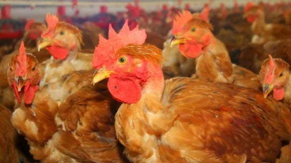 França anuncia surto de gripe aviária