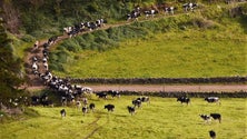 Associação Agrícola de São Jorge fala sobre preço do leite (Vídeo)