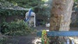 Imagem de Juíza do caso da árvore do Monte visitou esta sexta-feira o local do acidente (Vídeo)