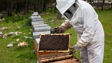 Imagem de Governo distribui pesticida para combater praga na apicultura