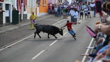 Imagem de Festival de Capinhas para lembrar as touradas na Terceira (Vídeo)