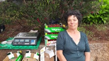 Imagem de Produtores de cereja confiantes num bom ano para o fruto