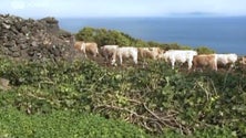 Seca coloca em causa abastecimento de água à lavoura do Pico (Vídeo)