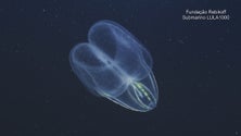 Imagem de As primeiras imagens do `Mar Profundo` da Madeira