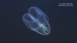 Imagem de As primeiras imagens do `Mar Profundo` da Madeira