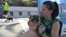 Imagem de Machico tem uma centena de animais para serem adotados (vídeo)