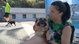Imagem de Machico tem uma centena de animais para serem adotados (vídeo)