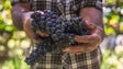 Vento prejudicou produção de uva (vídeo)