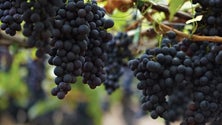 Imagem de Produtores queixam-se do escoamento de uvas (vídeo)