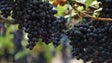 Produtores queixam-se do escoamento de uvas (vídeo)