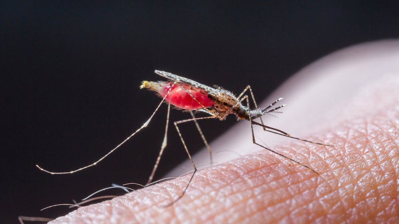 Crise humanitária na Venezuela acelera aparecimento de doenças como a Malária e a Dengue