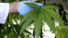 Imagem de Especialista defende mais investigação sobre a canábis medicinal