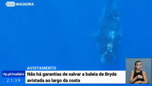 Imagem de Baleia avistada ao largo da Madeira em risco de vida (Vídeo)