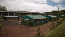 Imagem de Faial recebeu feira do mundo rural (Vídeo)