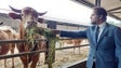 Região vai ter uma raça própria de bovinos (vídeo)