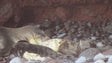 Nasceram cinco novas crias de Lobo Marinho nas Ilhas Desertas em 2022 (vídeo)