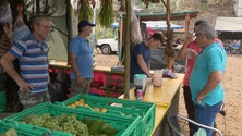 Imagem de Festa da Uva e do Agricultor no Porto da Cruz (vídeo)
