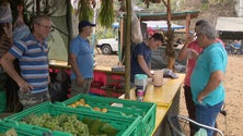 Festa da Uva e do Agricultor no Porto da Cruz (vídeo)