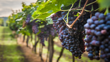 Imagem de Produtores de vinho têm de apresentar declaração de existências (Vídeo)